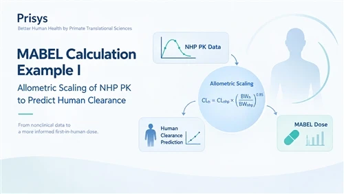Розрахунок MABEL: алометричне масштабування NHP PK для людини