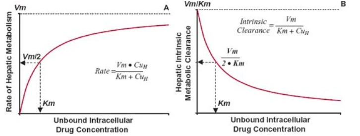 When hepatic metabolism follows Michaelis-Menten kinetics, the rate of metabolism increases toward a maximum value, Vm, as the unbound intracellular drug concentration, CuH, is increased. The concentration at which the rate is one half the maximum is the Kmvalue. B. The intrinsic metabolite clearance falls with increasing intracellular concentration. The concentration at which intrinsic metabolic clearance is one half the maximum is also the Km value. The equations for the relationships are shown.